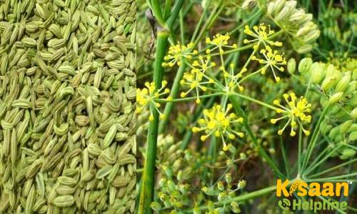 Fennel (सौंफ)